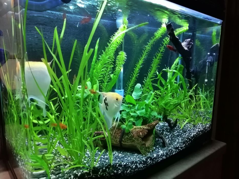 Am două acvarii de vînzare