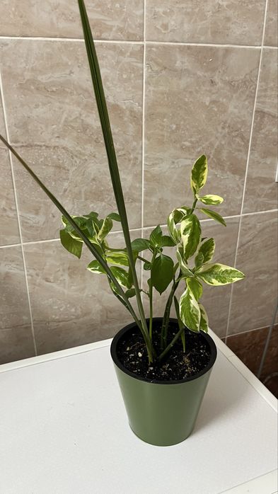 Домашные растения