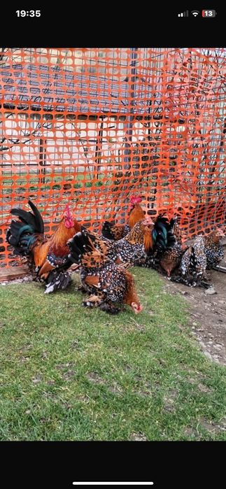 Oua pt incubat mii de flori