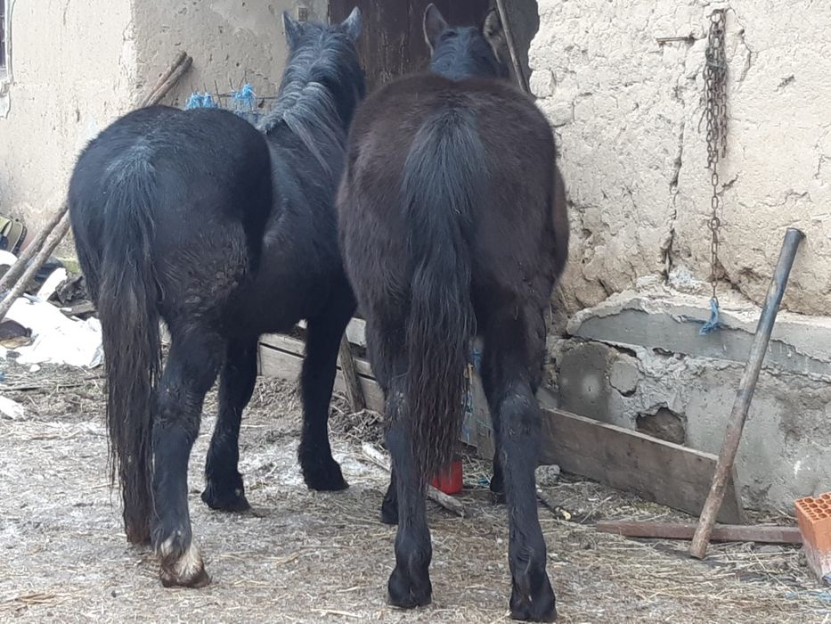 Vând mânză și mânz