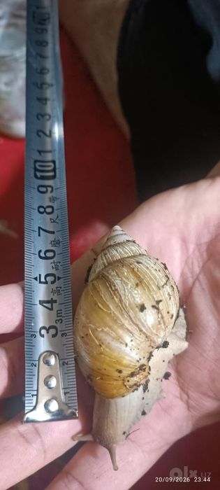 Ахатина улитка 3 см дан 10 см гача