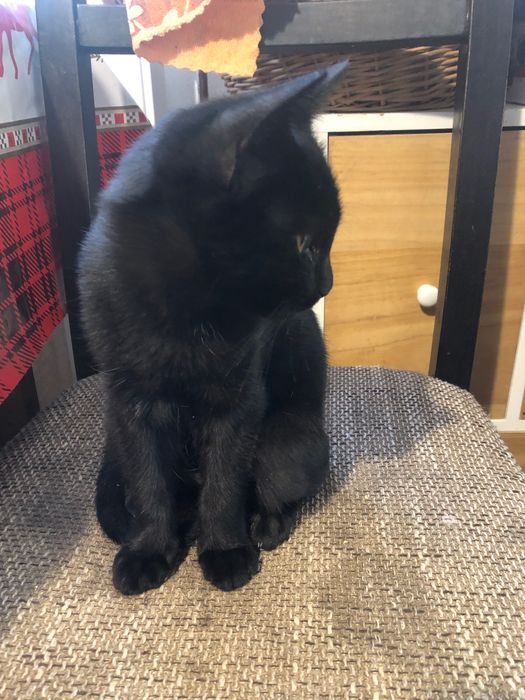 Pisoi negru pentru adoptie, il putem aduce si la domiciliul dumneavoastra.
