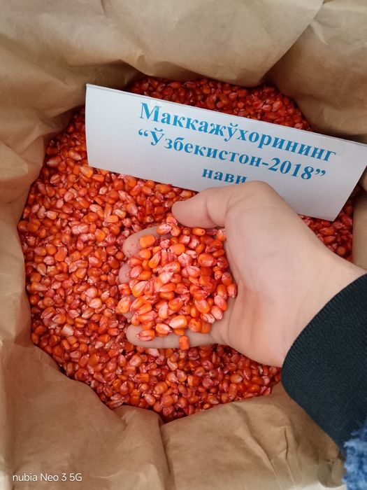 Joʻxori "Oʻzbekiston 2018" navi