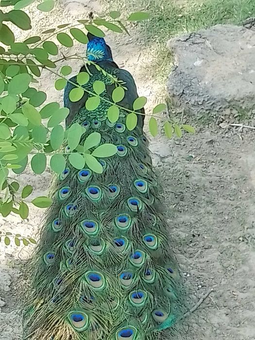 Vând  păuni din matca proprie.Pot da și femele separat.