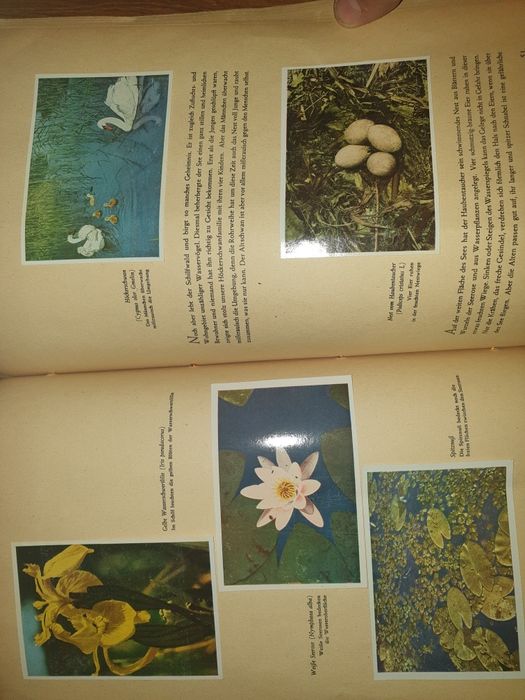Helmut Handrick 1945 -cu camera foto prin  flora și fauna nativa