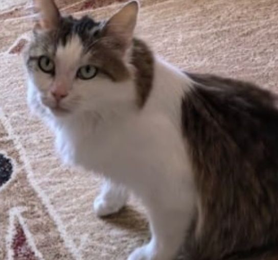 Котик ищет маму папу