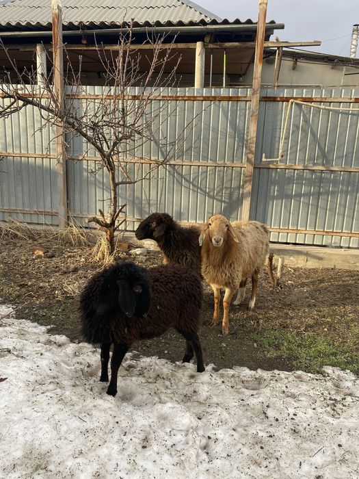 Продаеться отборный овцы, Ұрғашы тоқтылар