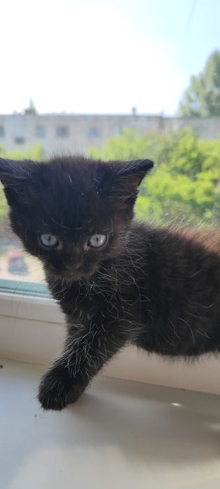 Отдам срочно котенка.