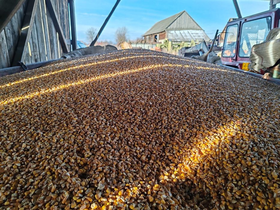 Porumb boabe proaspat recoltat