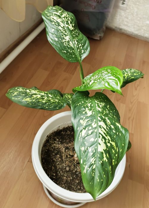 Продам диффенбахию.