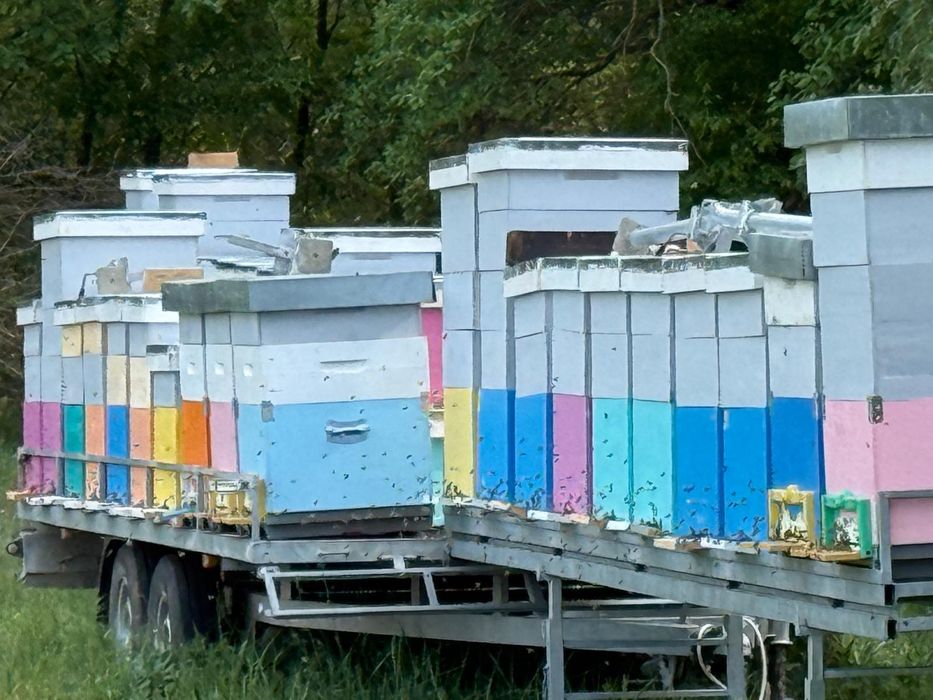 Platforma apicola pentru 40 de stupi