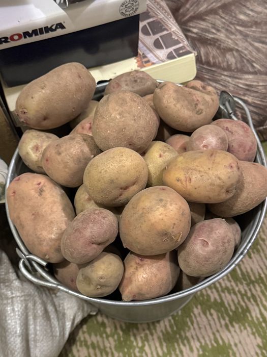 Продам картошку 3.500. Огурцы 2.500