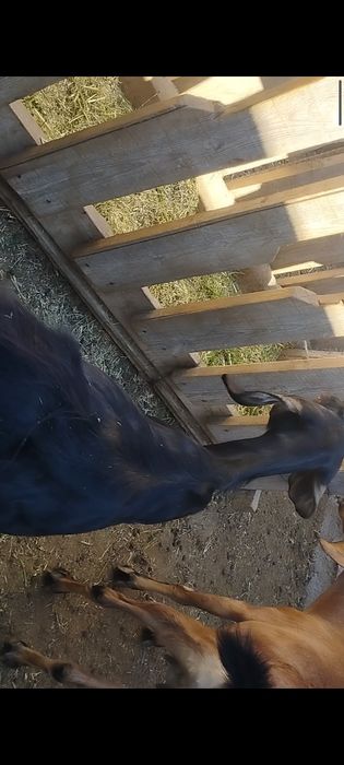 Англобуб шыбыштар сатылады