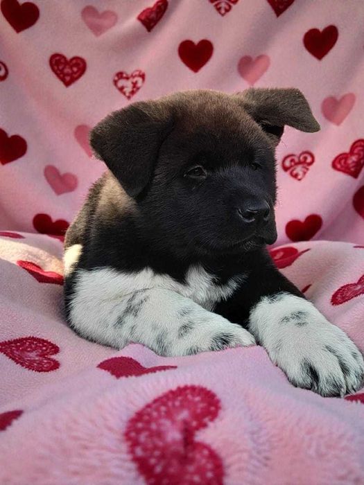 Акиты американские, рассрочка Каспий