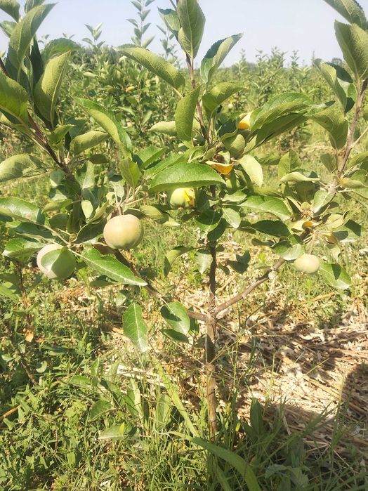 Мевали олма кўчатлари сотилади