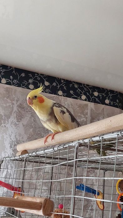 Девочка корелла с клеткой