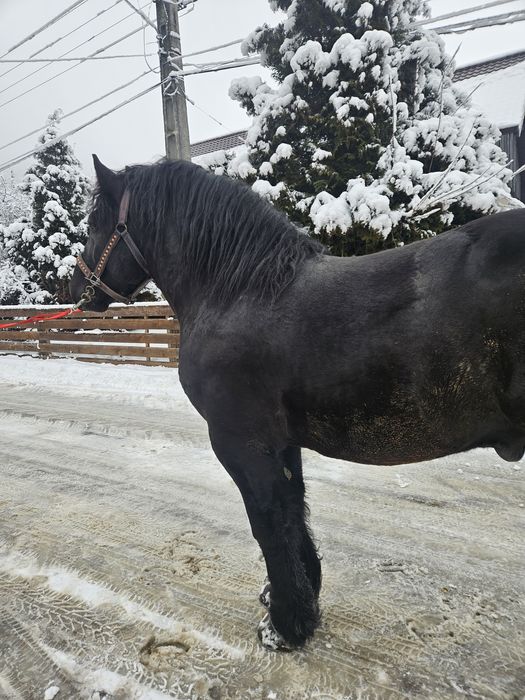 Vând armasar! Vârstă 4 ani