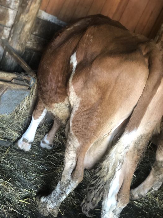 Vând vacca gestanta ân 5 luni cu 15 kg lapte