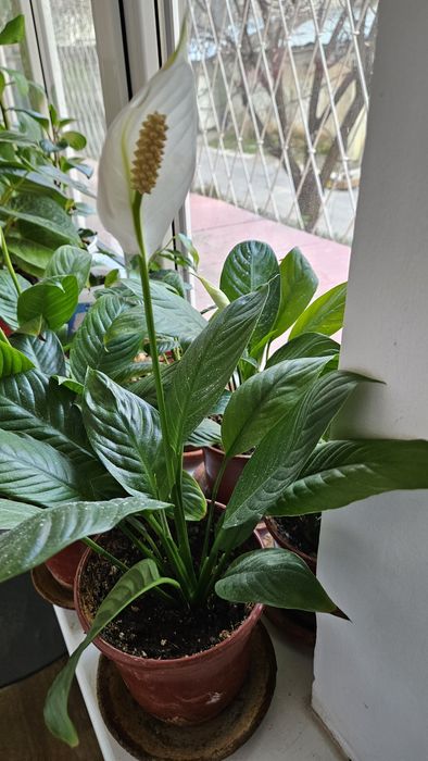 Цветок женское счастьяе