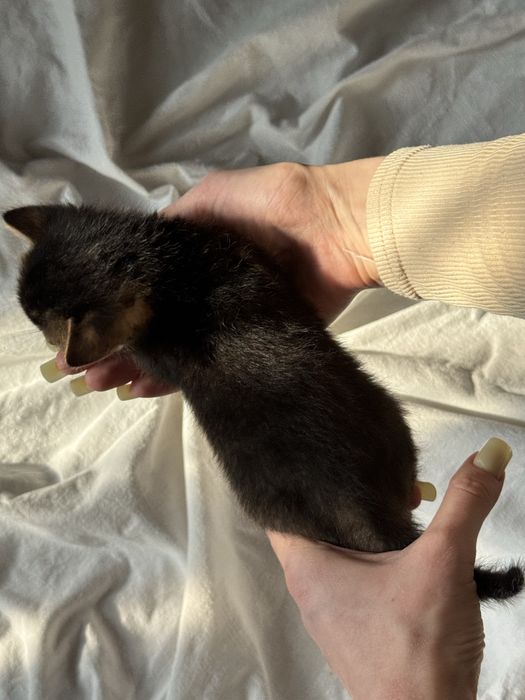 абиссинский котенок