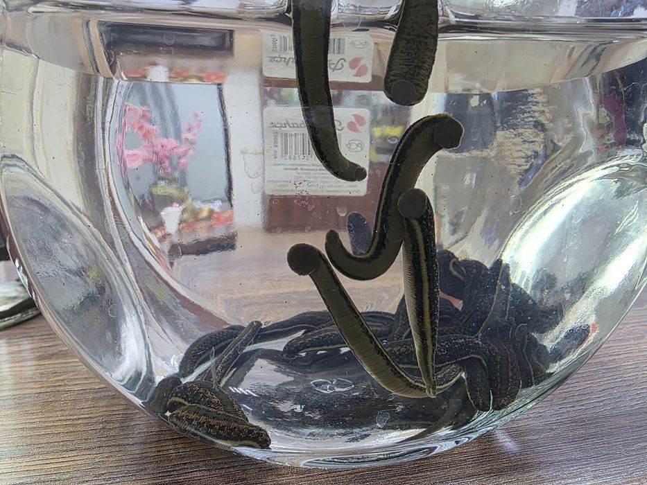 Пиявки -лечение . Гирудотерапия . Выезд по адресу.