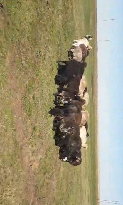 Бараны овцы ягнятами