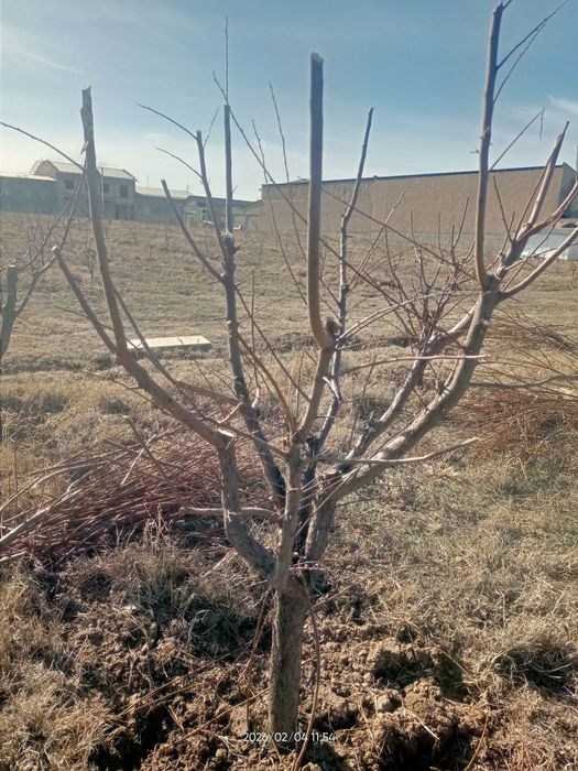 Shakil berish daraxtlarga