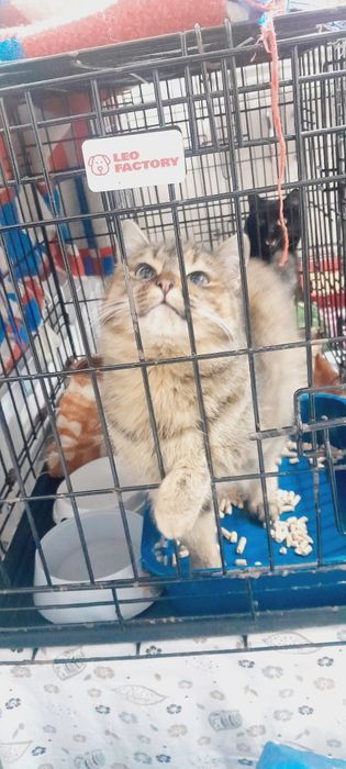 Отдадим кошку в добрые руки