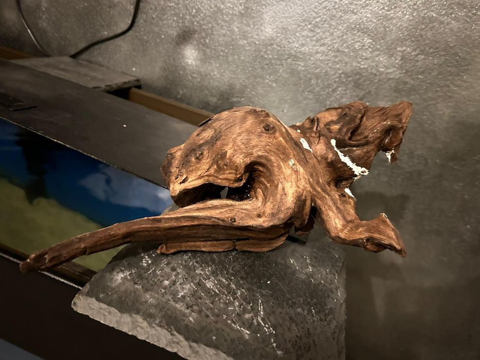 Lemne mangrove   București