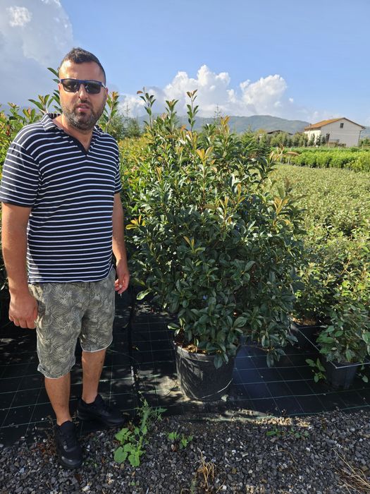 Photinia red Robin toate dimensiunile