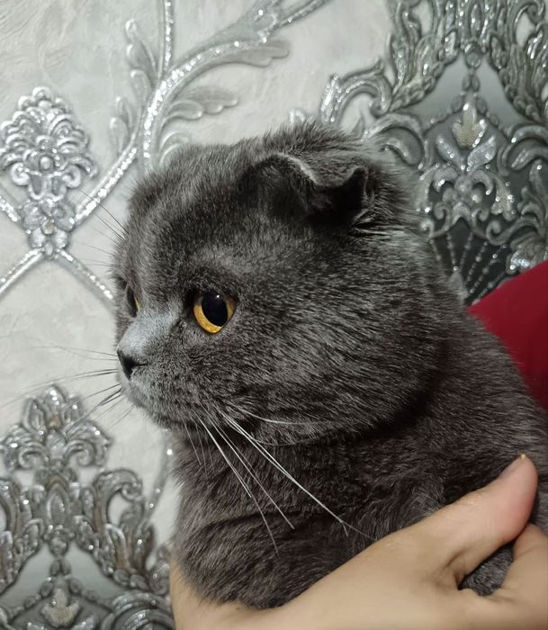 Скоттиш фолд мушук