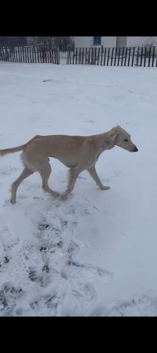 Тазы сатылады продам