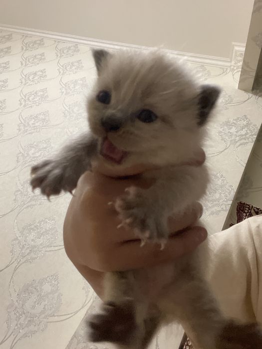 Продаются котята мама британская папа сиамский