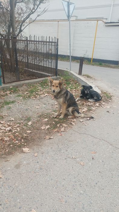 Собака (ит сатылады)