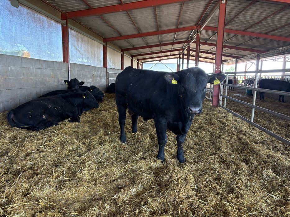 Tauri Aberdeen Angus