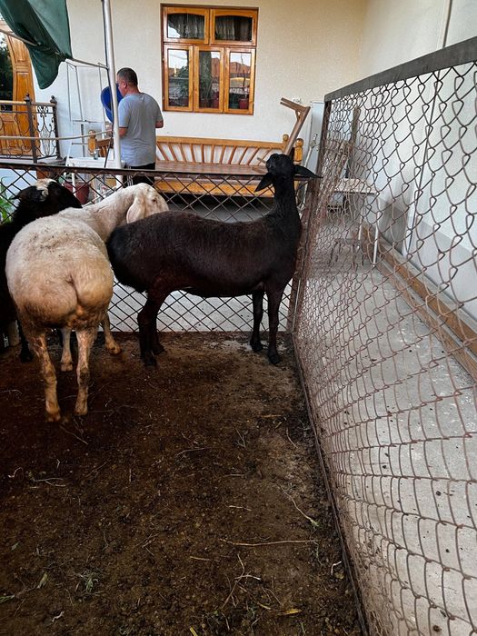 Qoylar sotiladi srochno