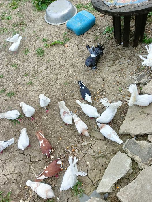 Porumbei ,jucători,și alte rase.