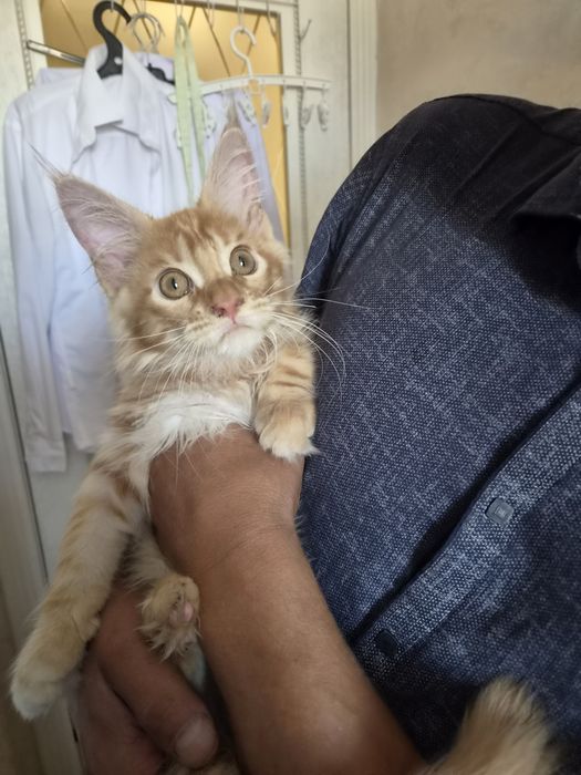 Котёнок мейн-кун  продажа