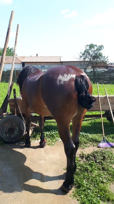 Cal semigreu de vânzare