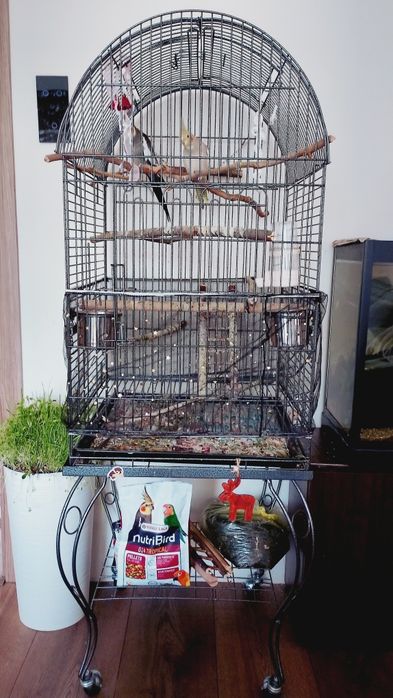Папагали Корели..