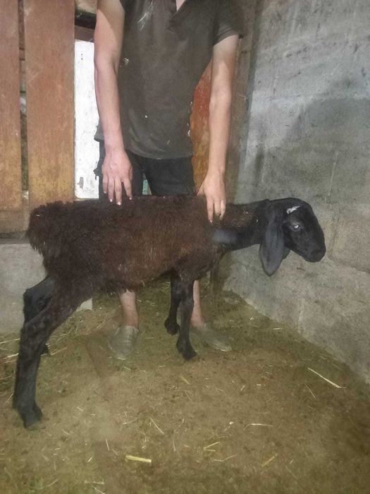 Продам ягненка . кошкарчик