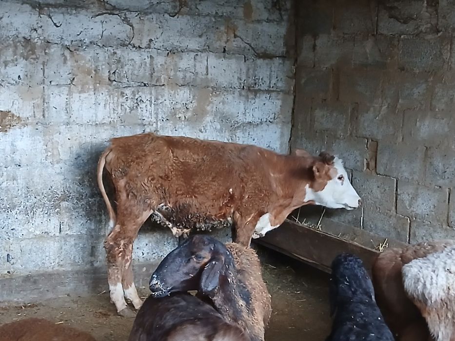 Продам бычка возраст 1 год