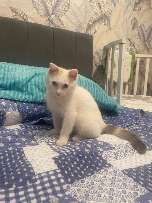 Котенок в добрые руки