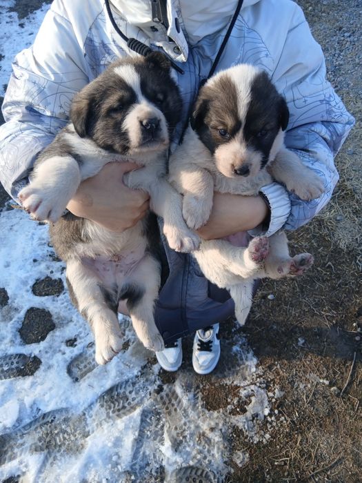 Кушік сатылады тобет 50мың