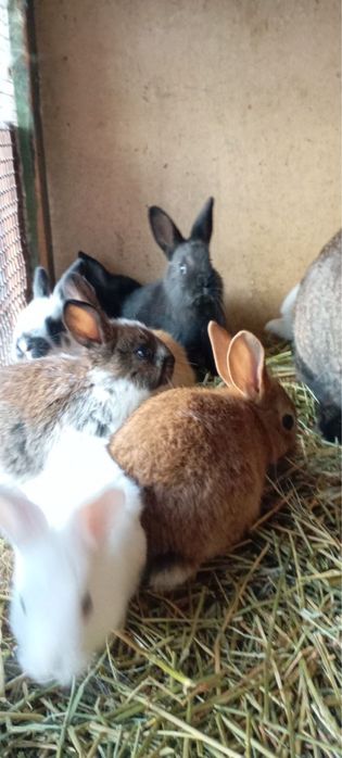 Кролики породы ФЛАНДР