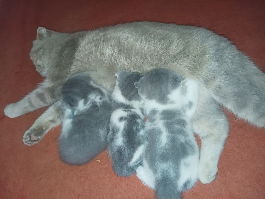 Skotic folk jsjshsjisks