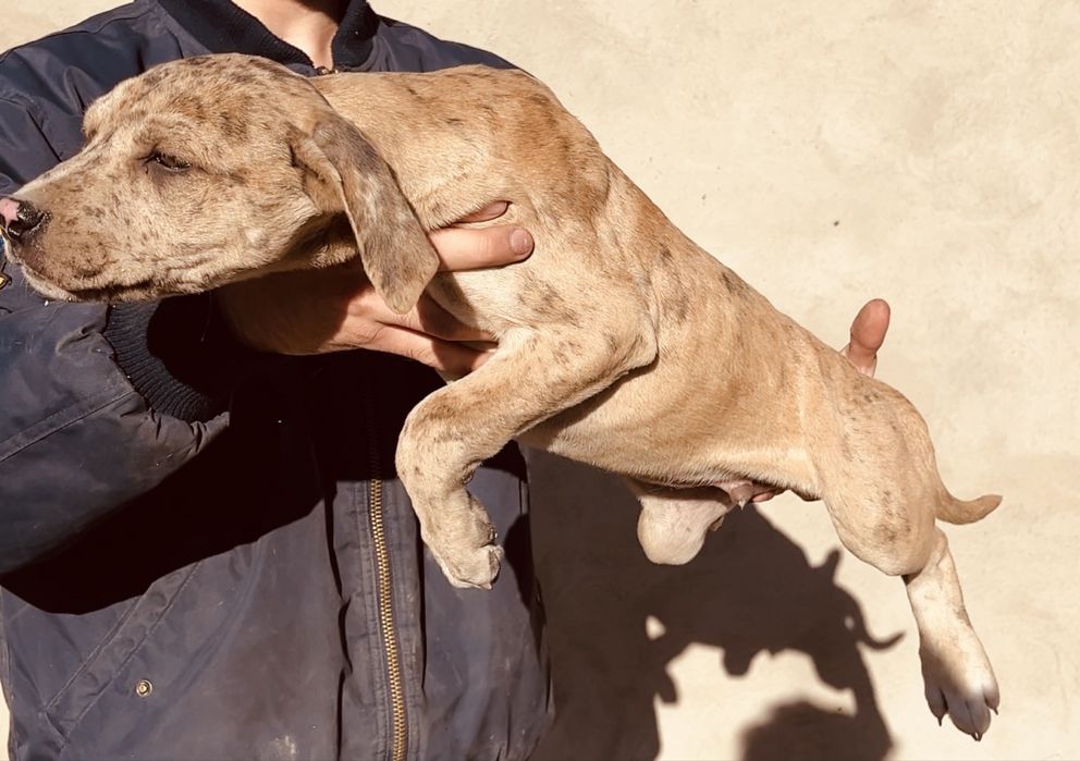 Щенки бутбуля XXl  Мерел