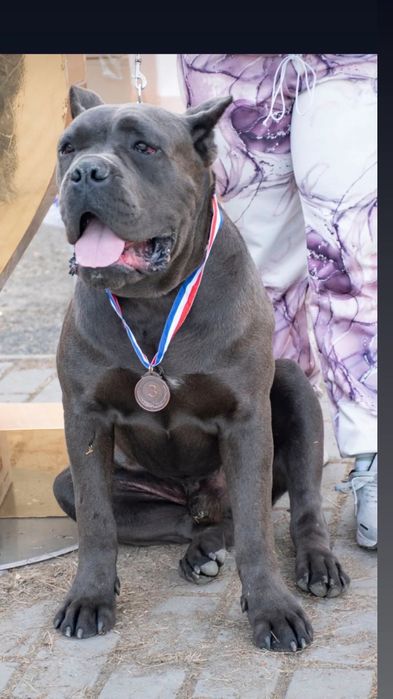 Кане Корсо  Итальянской мастиф