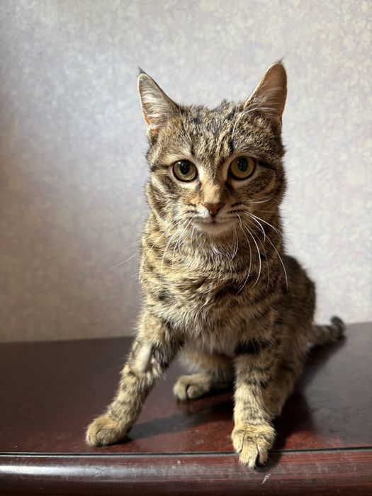 Отдам кошечку в добрые руки