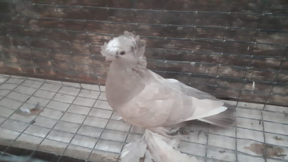 Продам рантовых голубей